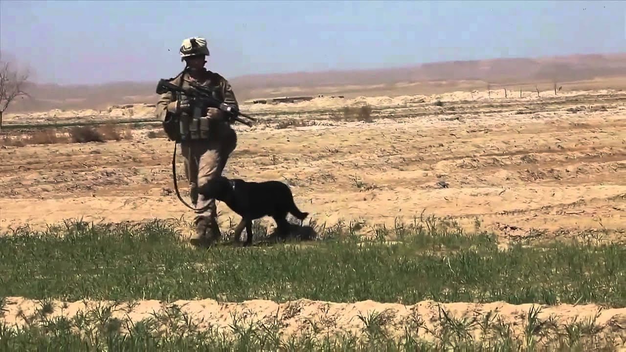 1st LAR Marines armed with M27 IAR and M4's sweep for IED's