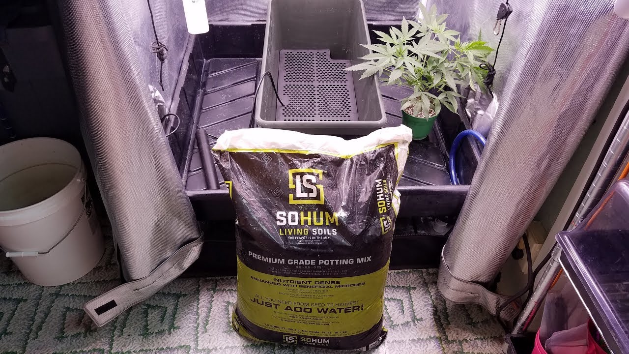 Organic GDP Grow with SoHum Living Soil - Soil Prep & Transplant