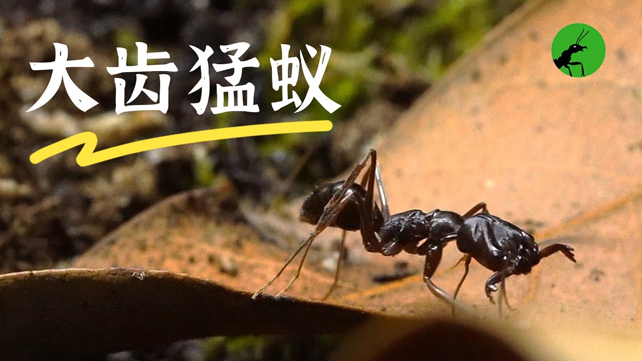 和大家介绍一下我的新宠物！大齿猛蚁