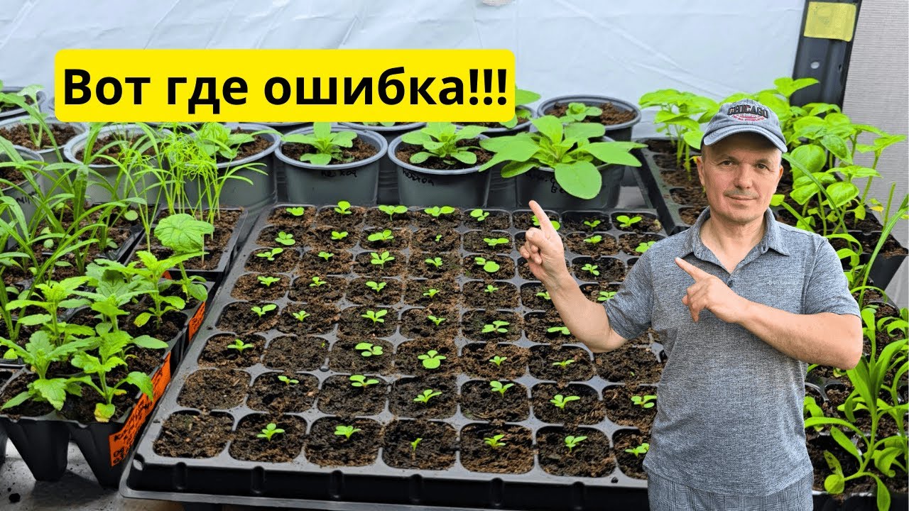 Главная ошибка после всходов, из-за которой тянется рассада.