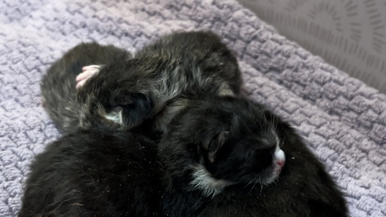 Feral rescue cat Hibbing gives birth in the litterbox