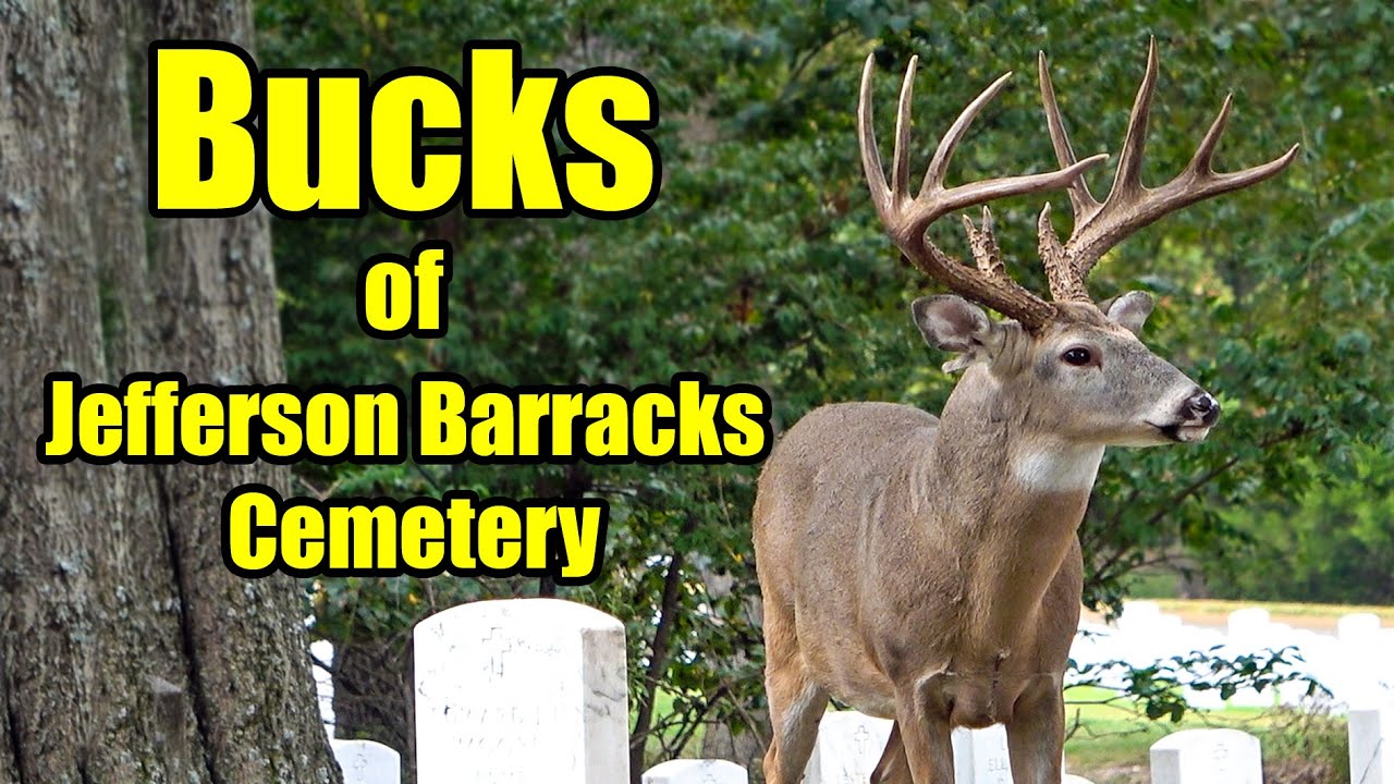 Big Bucks of Jefferson Barracks National Cemetery