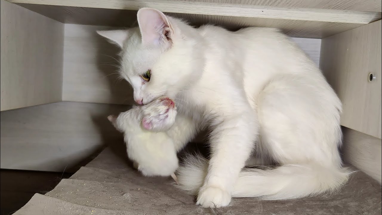 Новорожденный котенок. День седьмой. Мама-кошка разговаривает со своим новорожденным котенком.