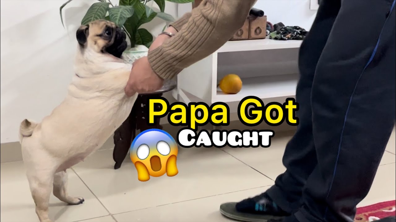 Best Father-Dog Bond | Milli Ki Full Masti With Dad 🐶😂 