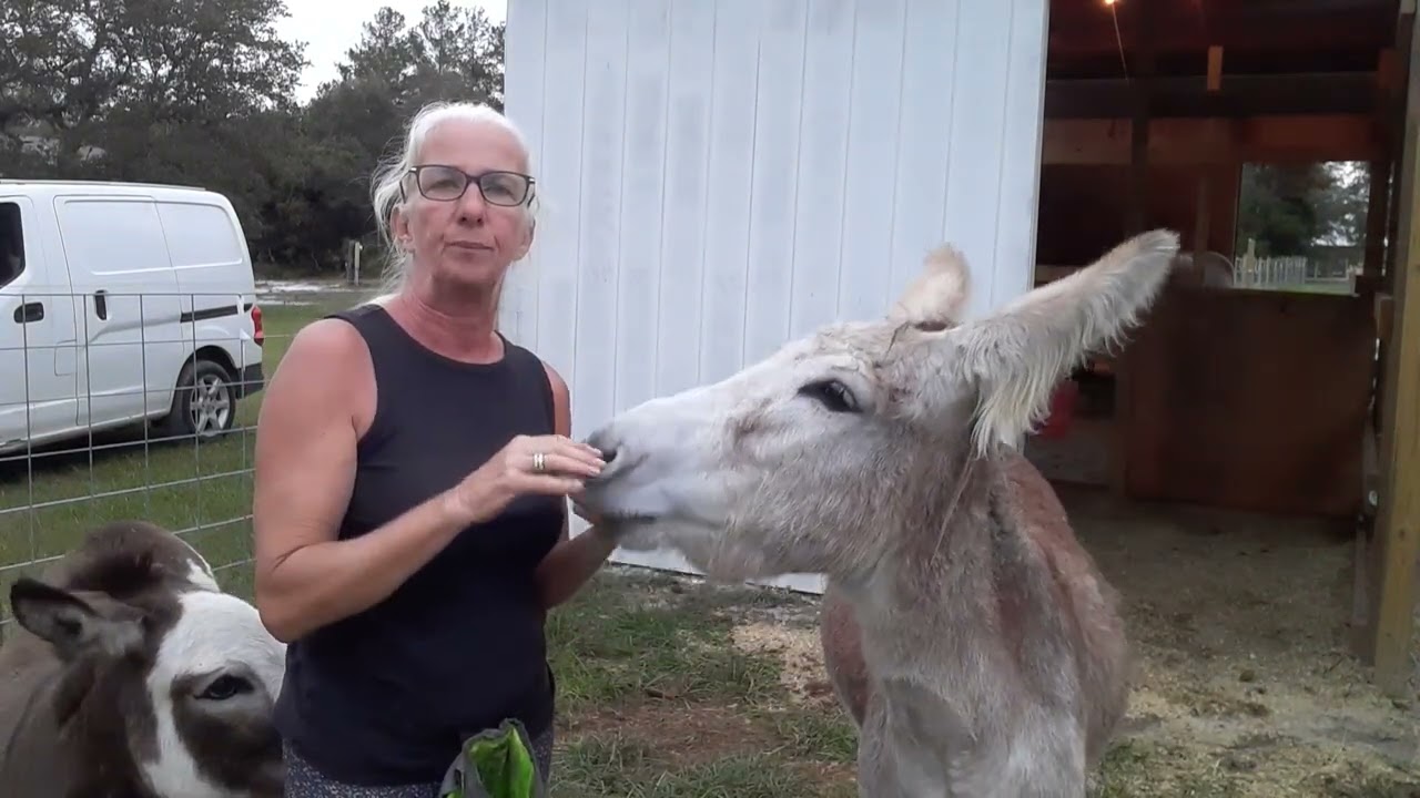 Donkey Hoof handling - building trust