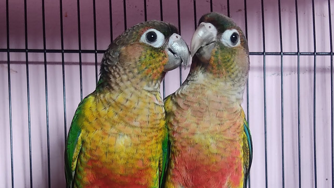 conur parrots get angry  # daily vlogs
