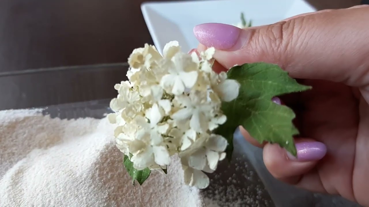 Результат сушки цветов в манке. Часть 2.