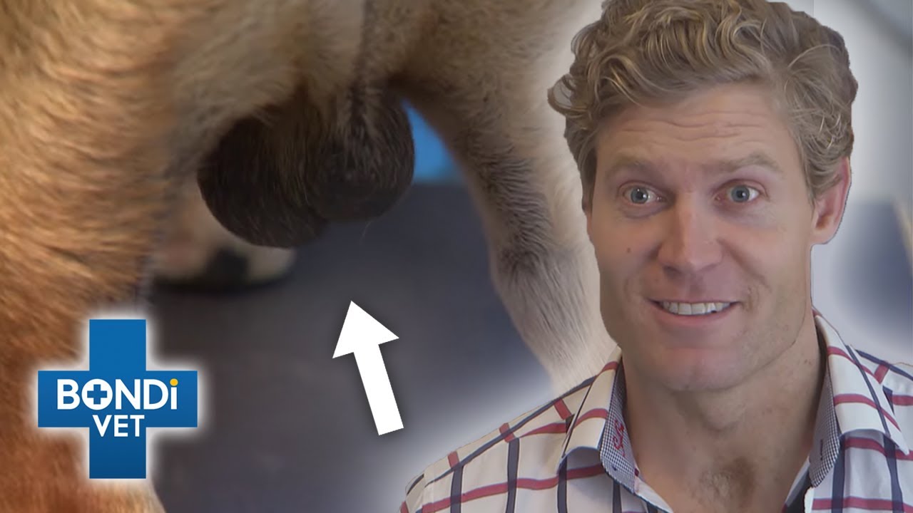 Most Embarrassing Pet Problems! 😳 | Compilation