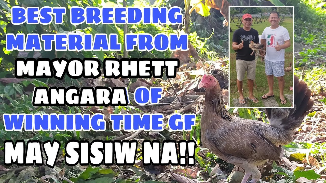 BEST BREEDING MATERIAL FROM MAYOR RHETT ANGARA OF WINNING TIME GF! || BALERIANS GAMEYARD