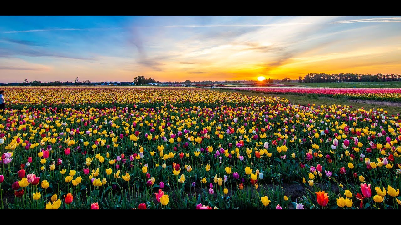 The Most beautiful Tulips / Shot On Canon Sl2