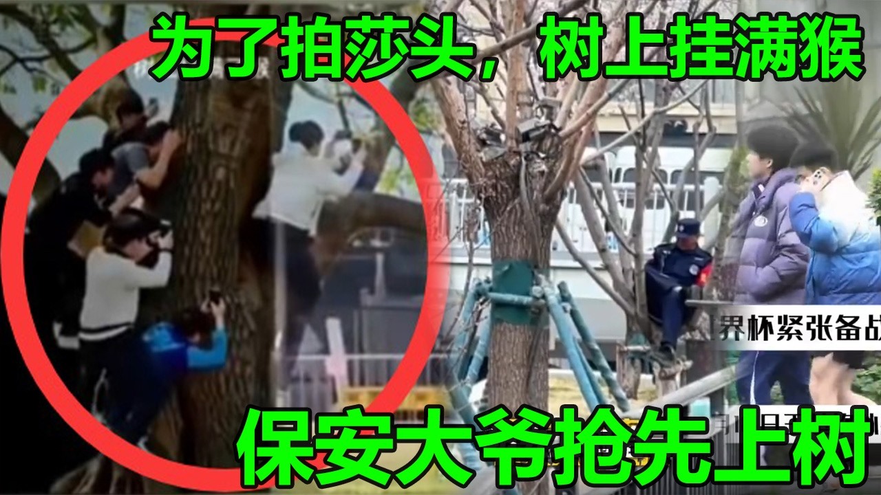 为了一睹莎头树上长满代拍，太搞笑了，逼得保安大爷抢先上树值守！都要拍孙颖莎和王楚钦！莎头成都封训第一天就在网上炸锅了，这就是国乒顶级CP默契的火爆