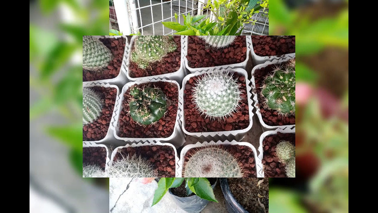 PLANTS PLANTSHOP / VERY AFFORDABLE AT Triple M Cactuses/succulents