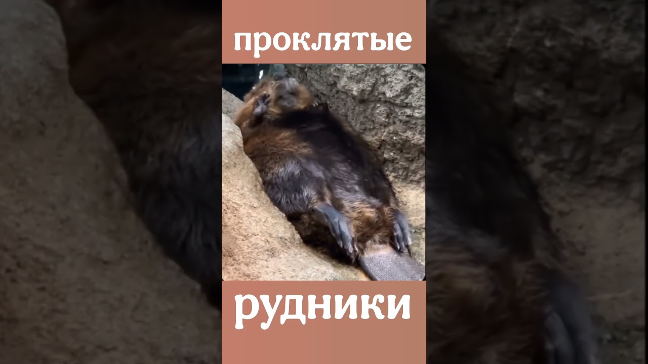 🦫 Вторник. Пора вставать...Контент сам себя не сделает! 🪂𝐑𝐄𝐏𝐋𝐈𝐗&reg; - контент и сталь Elmax не ржавеют!