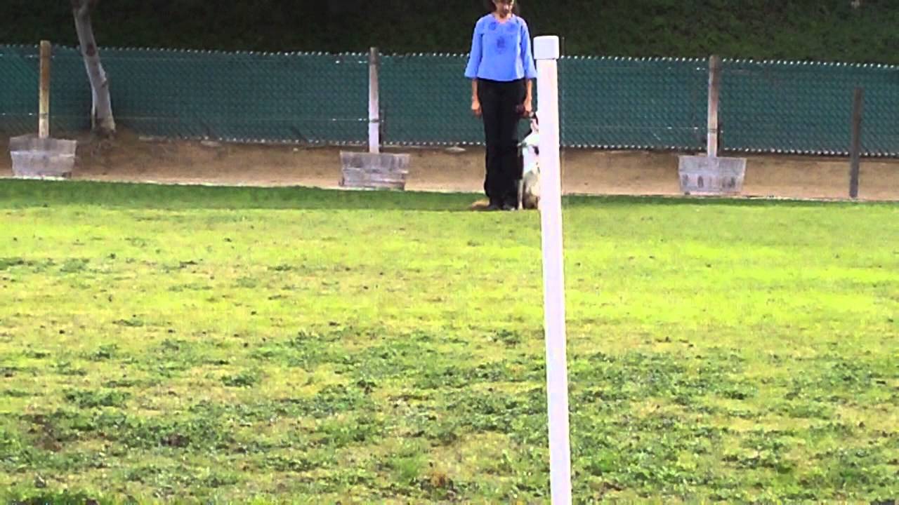 Directed Jumping -   December 2014