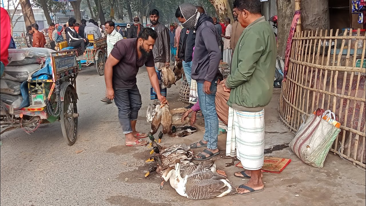দর্শক নওগাঁ মহাদেবপুর হাটে আজকে প্রচুর হাসা আমদানি হয়েছিল ভিডিওটা না দেখলে বিশ্বাসই করবেন না  