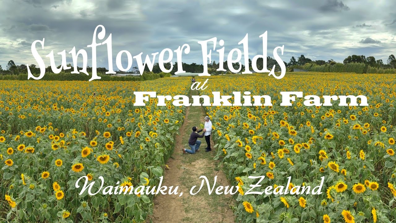 Sunflower Fields at Franklin Farm | Waimauku, New Zealand