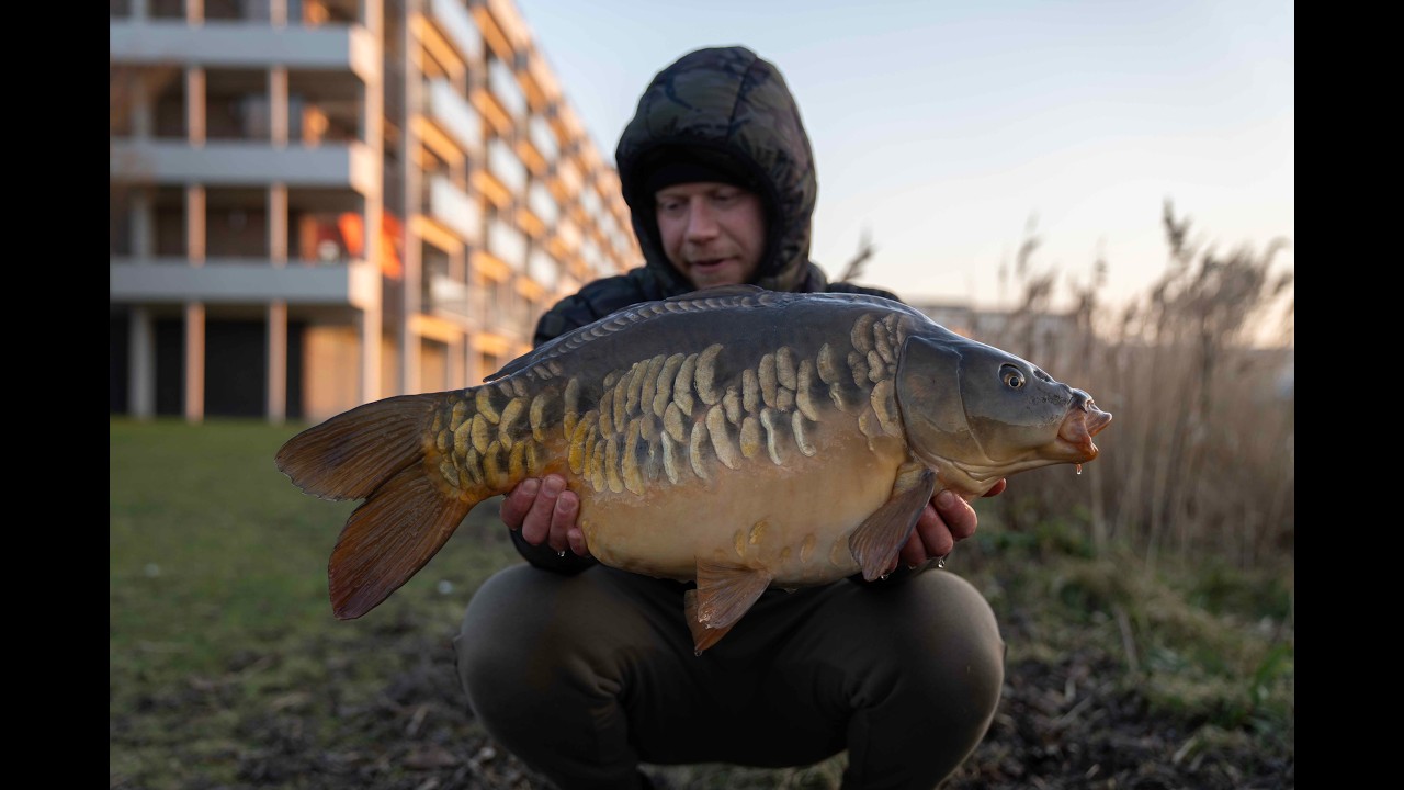 Karpervissen in de winter op Nederlandse wateren (chaos!!) #6