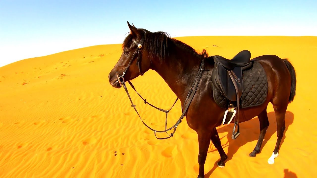 تتوقع دهماء تشرد عني في مكان مفتوح ؟ او لا #الخيل #العربية