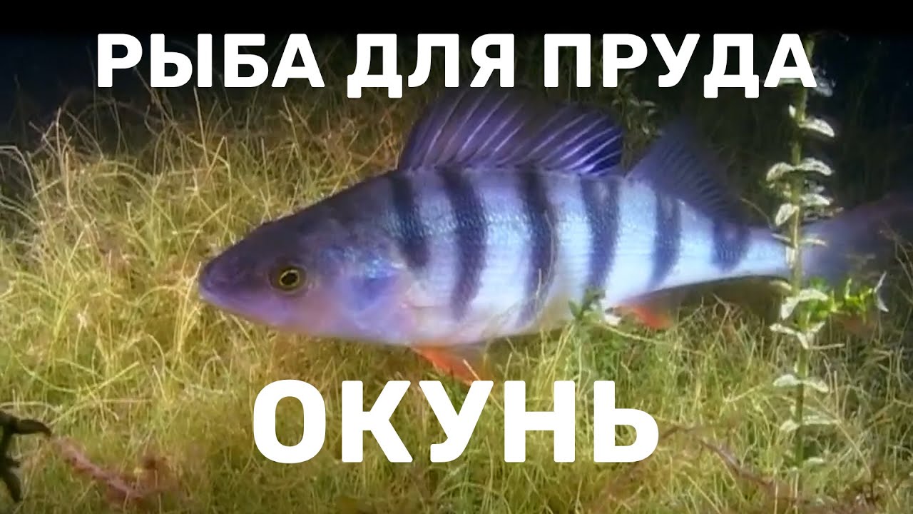 Perch is a very useful fish for a decorative pond. Stocking Perch