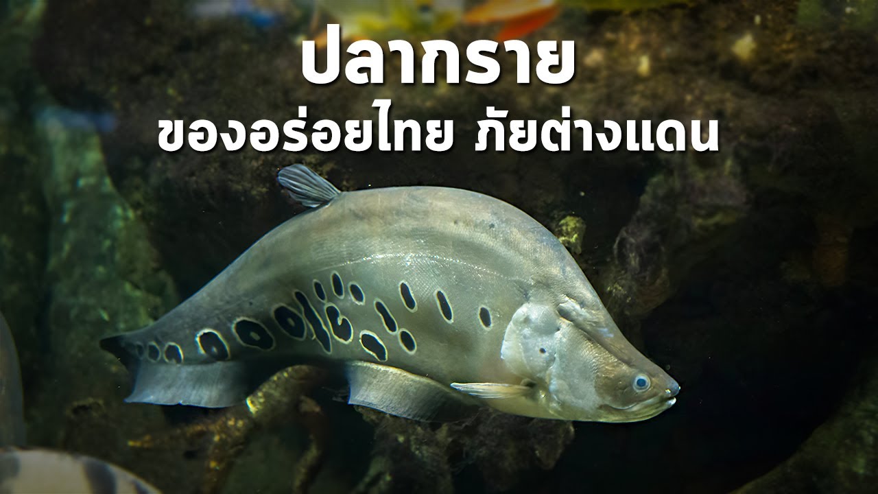 นานาสาระ ตอน ปลากราย ของอร่อยในไทย แต่เป็นภัยในต่างแดน?