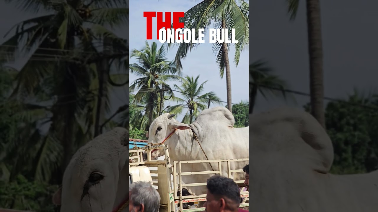 🔥ONGOLE BULL ചന്തയിലുള്ള വലിയ ആന്ധ്രാ കാള Chattipparamba Chanda | Chattipparamba market | Bull|kala