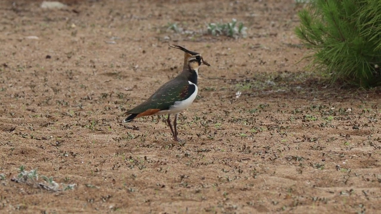 Kızkuşu (Vanellus vanellus) - Northern lapwing
