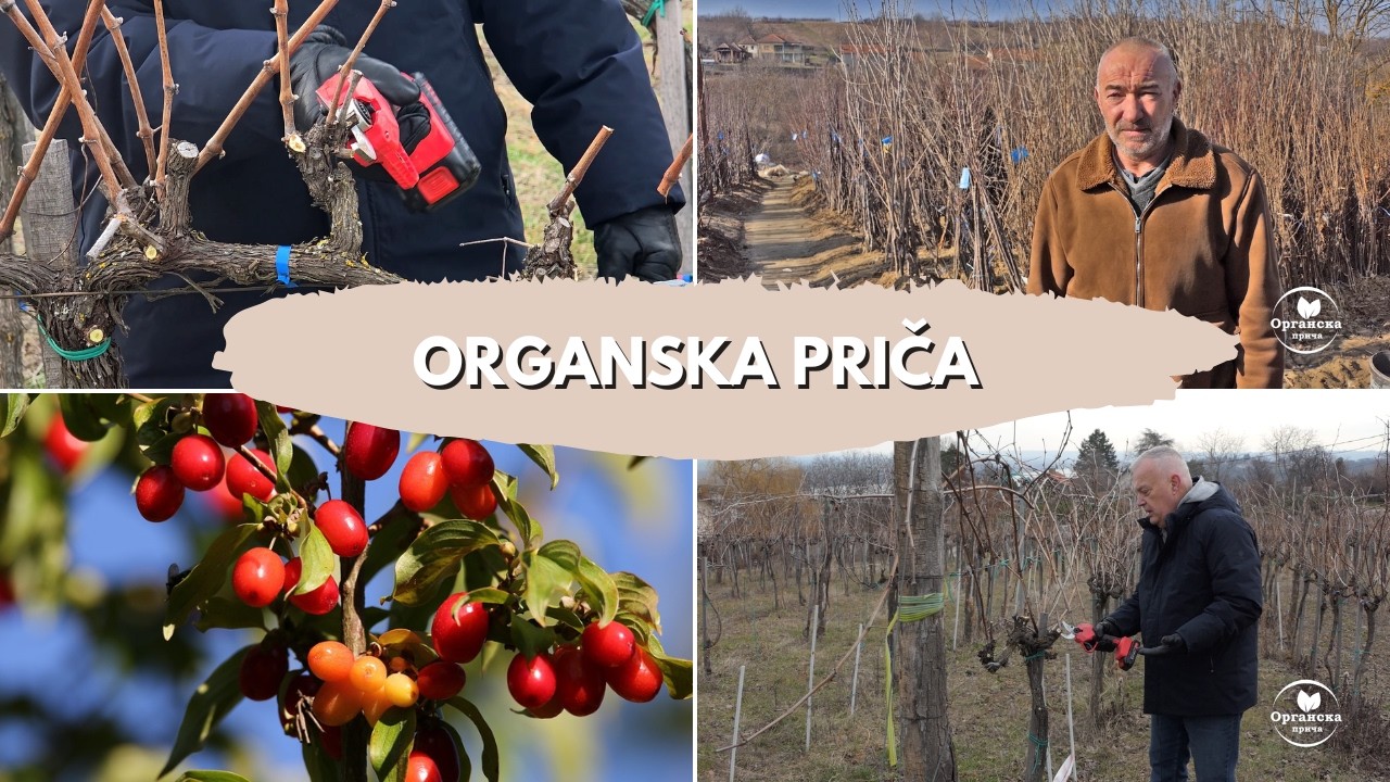 OREZIVANJE VINOGRADA vinarije Plavinci - gajenje bez hemije, ključna je provetrenost │Organska priča
