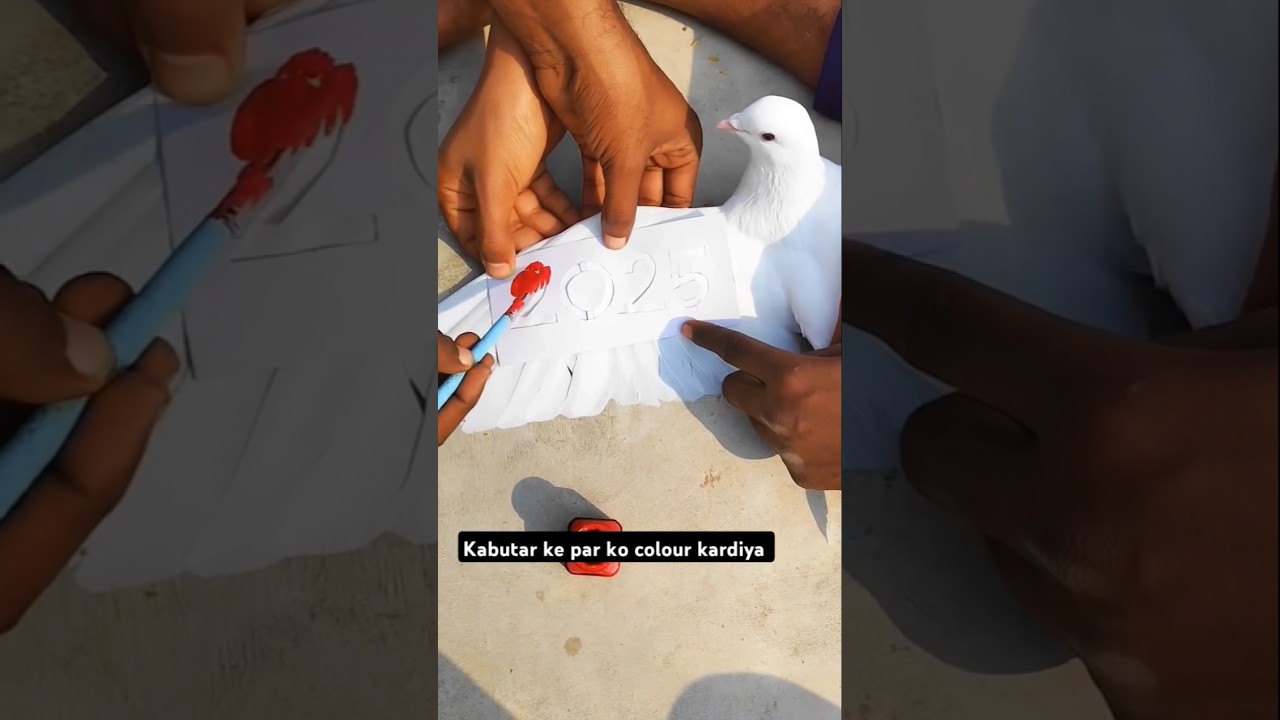 Kabutar 🕊️ के पर pe colour कर दिया 🎨🖌️😍|| #youtubeshorts #pigeon #kabootar #shotsviral #shorts