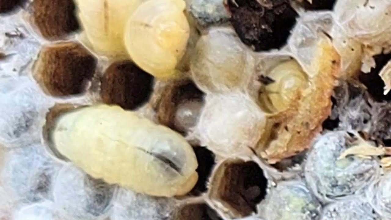 A  Hornet's Nest in the Bucket