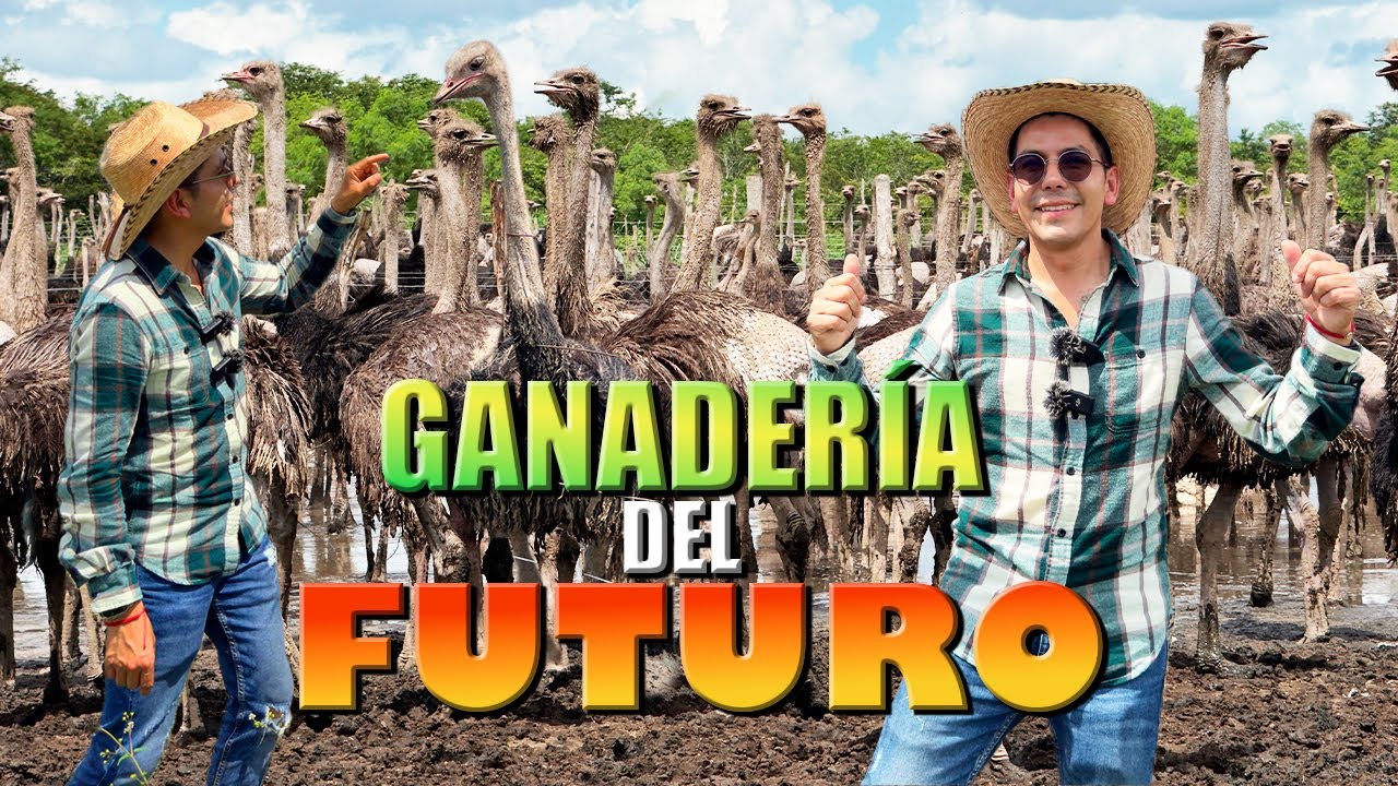 RANCHO DE AVESTRUZ el más grande de América 5 mil avestruces