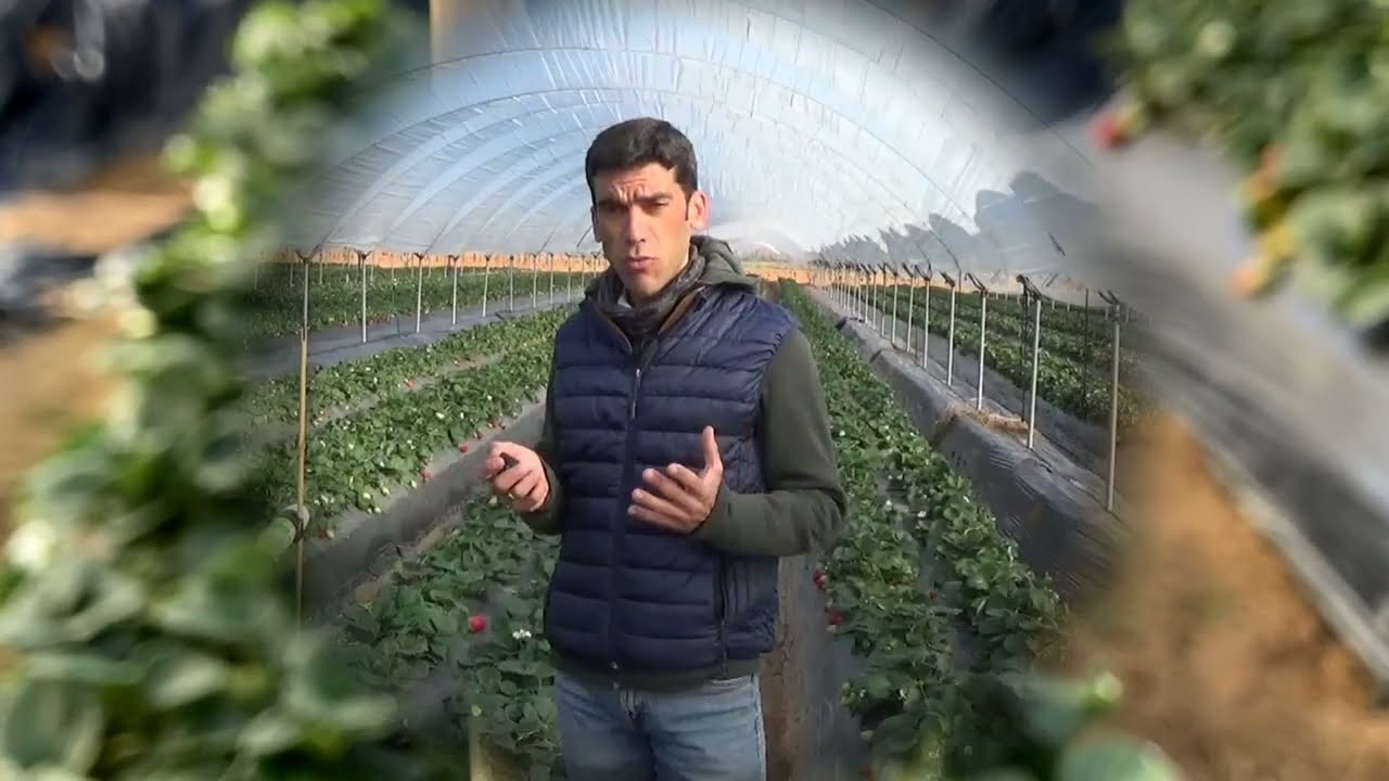 Gestión Integrada de Plagas cultivo de fresa en hidropónico [San Bartolomé de la Torre, 09/02/2023]