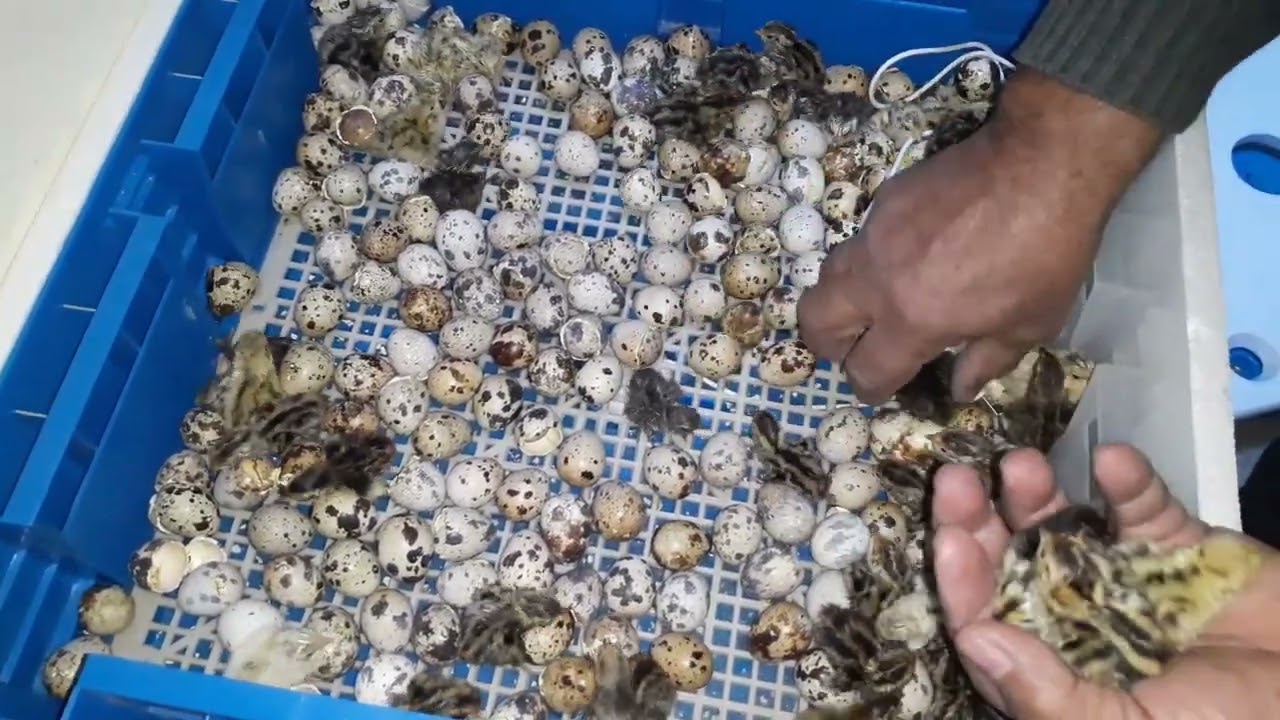مرحلة الأولى من تفقيس بيض السمان🥚