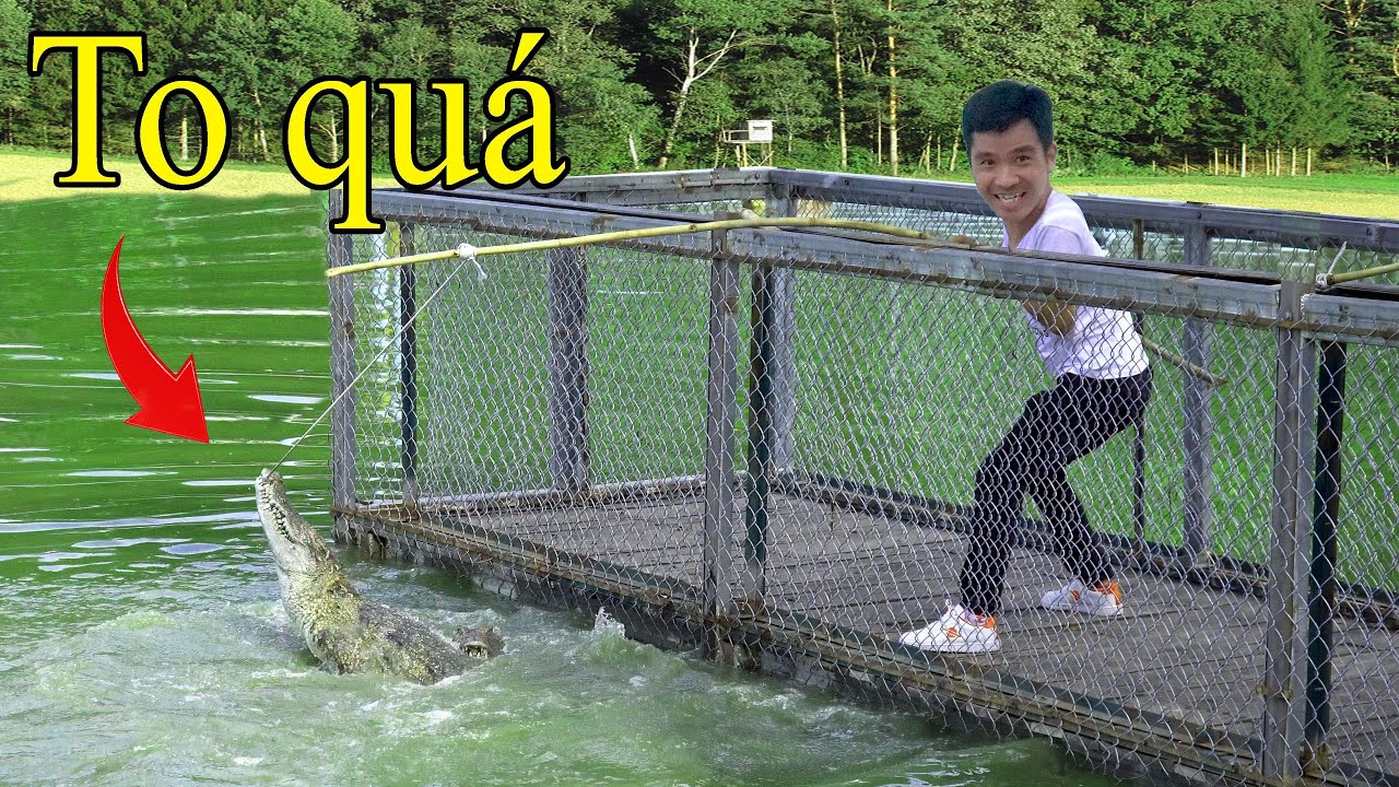 PHD | Câu Cá Sấu | Động Vật Nguy Hiểm | Crocodile Fishing