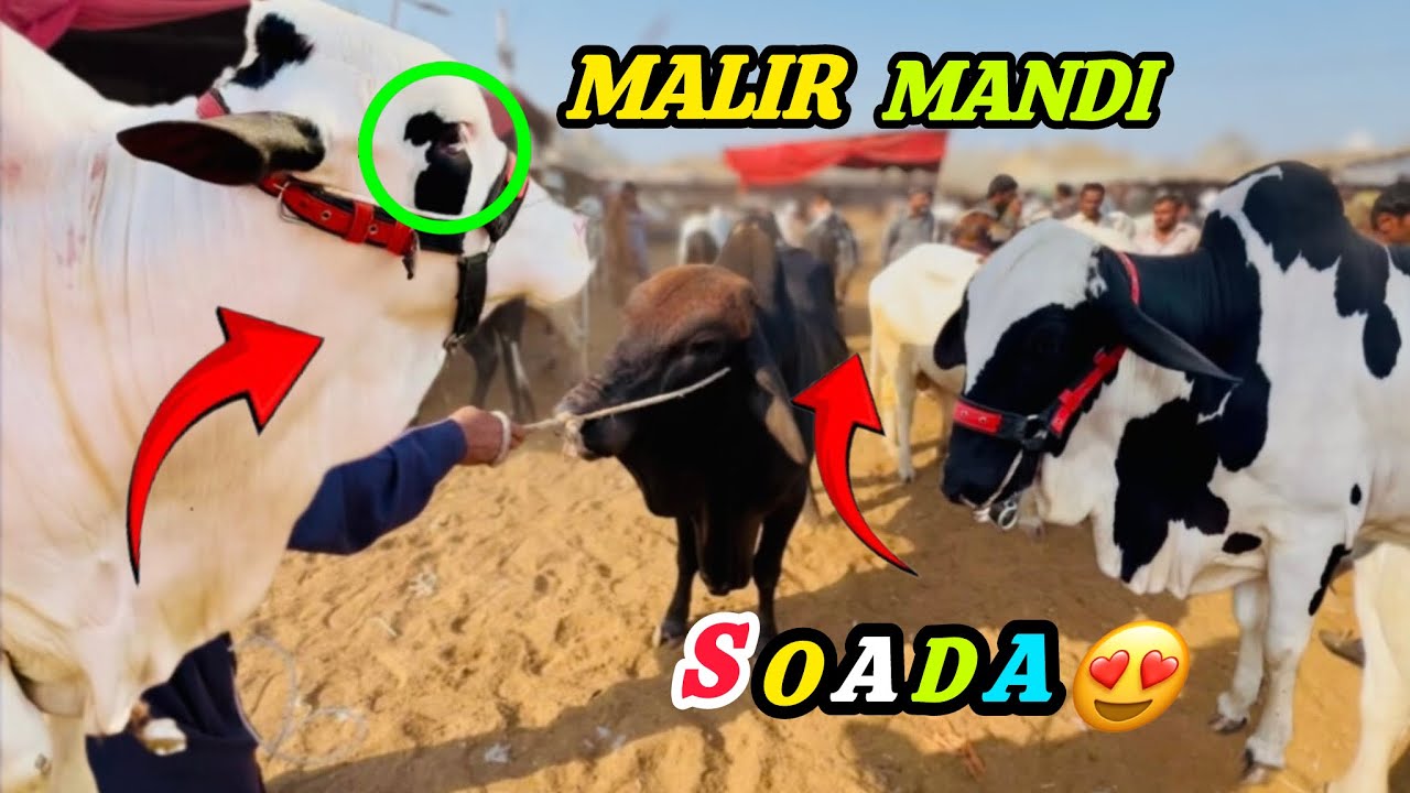 MALIR MANDI KARACHI 😍 Latest Rates Update || 3 February 2026 || Tuesday Soada Ho Gay 