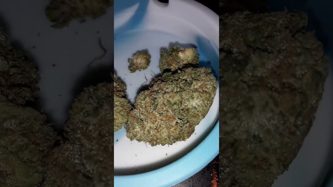 Strain review is  Malibu by  seedJunky Genetics  terpenes like sweet candy.