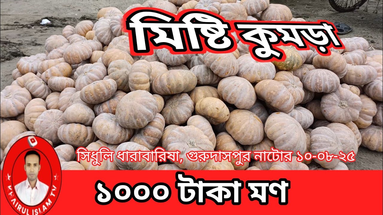 আজকের মিষ্টি কুমড়া ৯৫০-১০০০ টাকা মন | ১০-০৮-২৫ | সিধুলি ধারাবারিষা, গুরুদাসপুর নাটোর | Pumpkin 