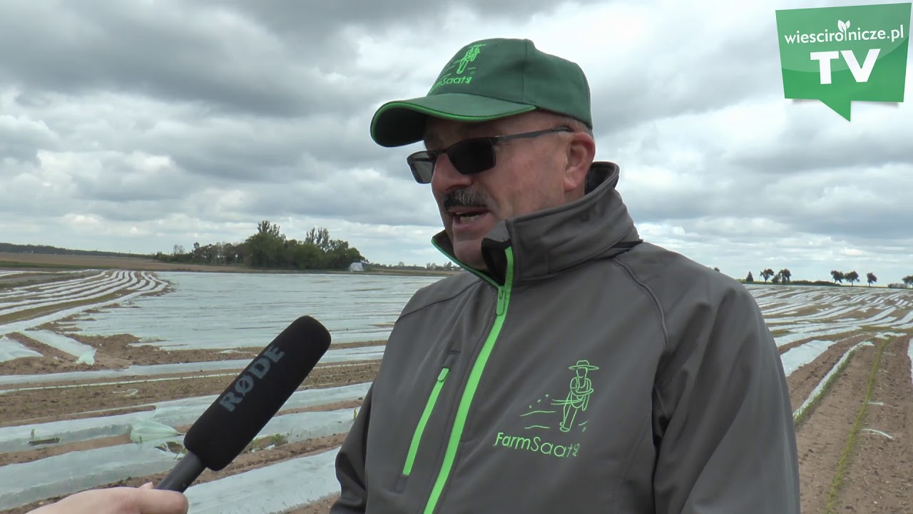 Zobacz jak po miesiącu wygląda kukurydza uprawiana pod folią biodegradowalną cz.II