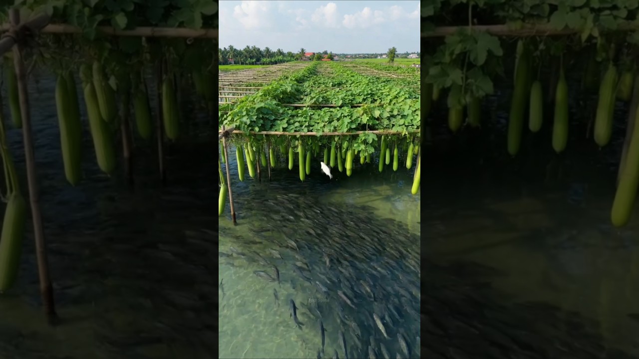 This Genius Farming Method You&rsquo;ve Probably Never Seen Before 😱#ytshorts