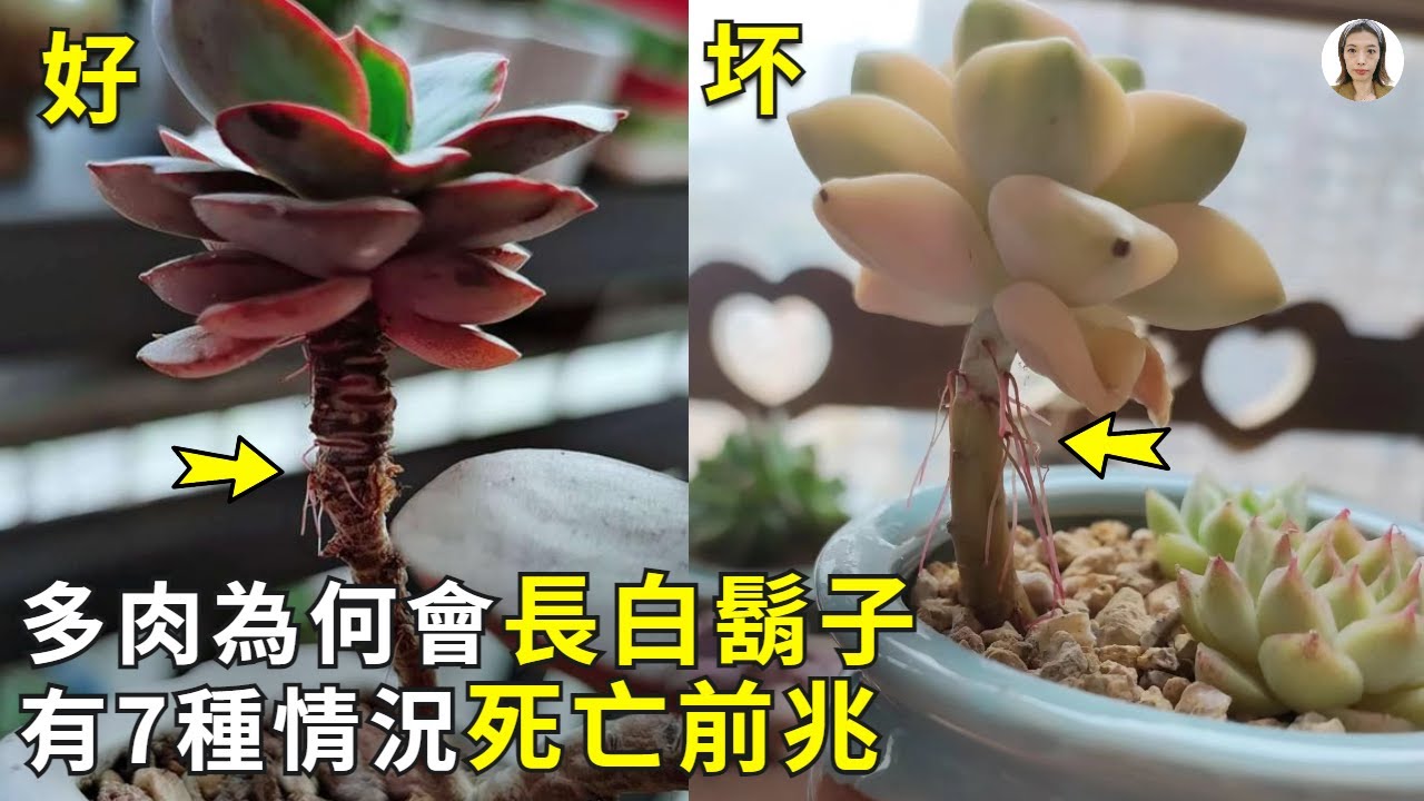 多肉植物的根為何從莖稈長出來，長出這種氣生根的原因有10種，其中有7種不處理多肉離死不遠了|花花世界