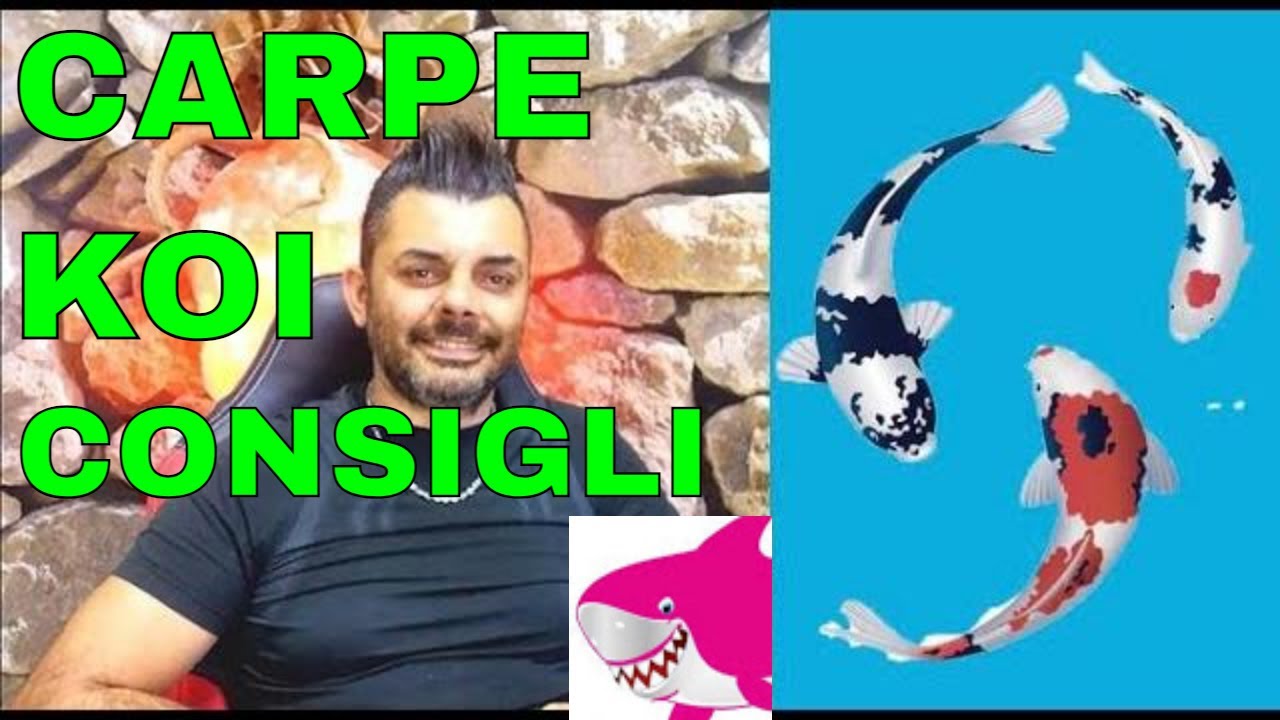 CARPE KOI. Qualche consiglio😀😀 by Tropicalmania