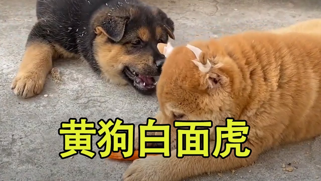 自带杀气的黄狗白面虎，惧怕它的杀气，别的狗根本不敢从它嘴里抢吃的#中华田园犬 #狗狗