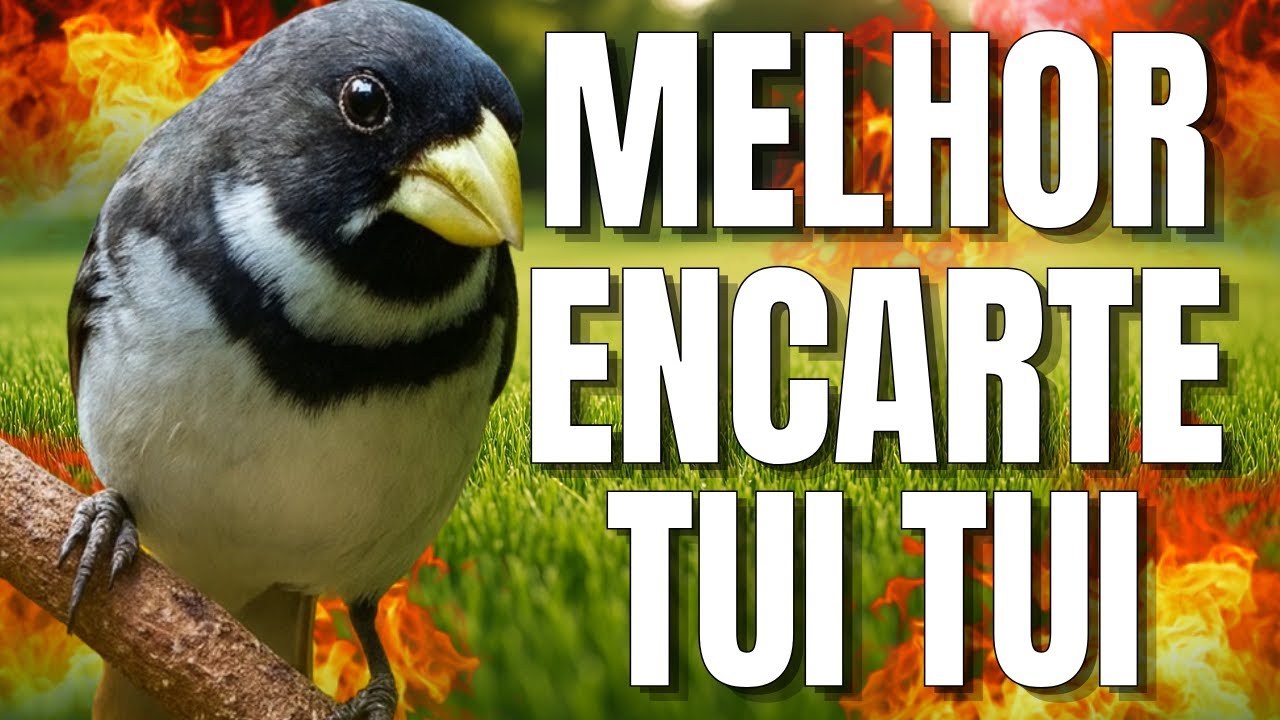 ENCARTES COLEIRO TUI TUI PARA TREINAMENTO DE COLEIRO E ENCARTES COLEIRO TUI TUI