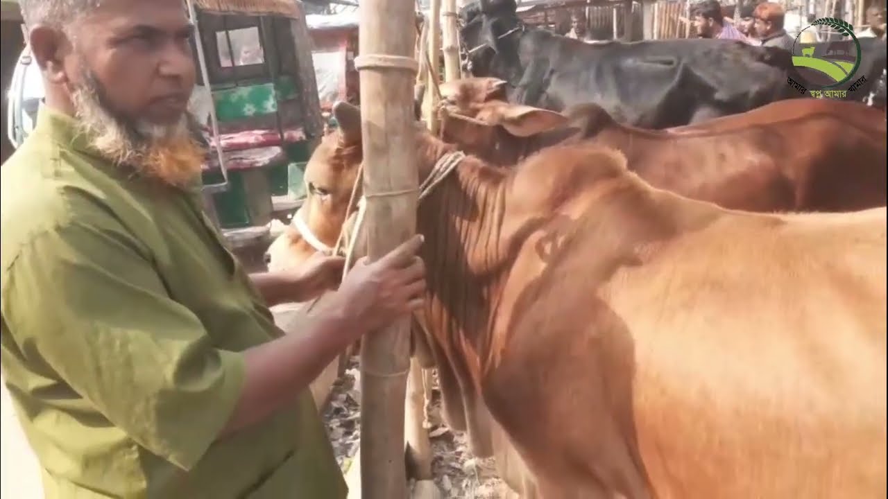 ক্রসব্রিড গরু গরুর হাঁটে। শাহীওয়াল ক্রসব্রিড গরুর দাম কত?