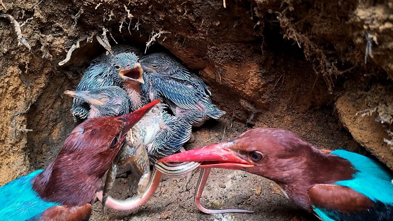 Baby kingfisher eats lizard 