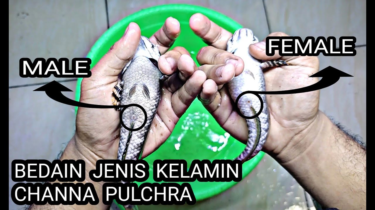 CARA MUDAH MEMBEDAKAN JENIS KELAMIN CHANNA PULCHRA || SEXING CHANNA PULCHRA