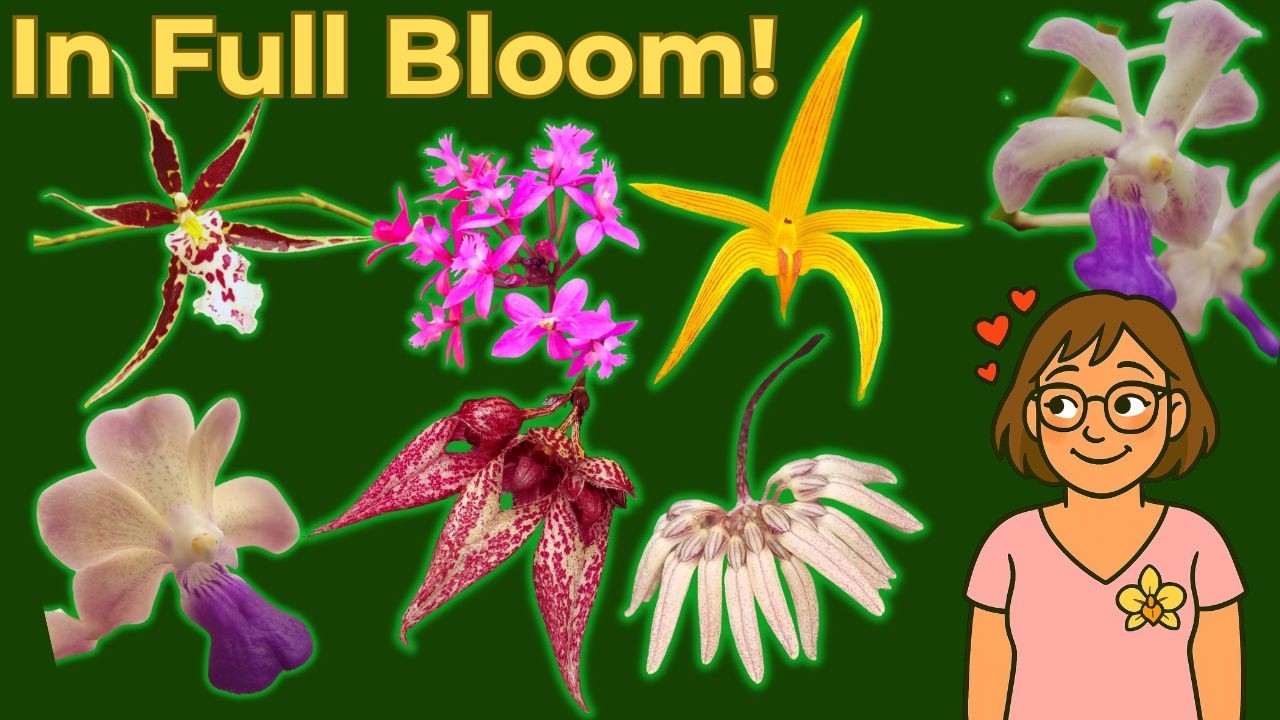 Let’s Walk Through Our Blooming Orchids