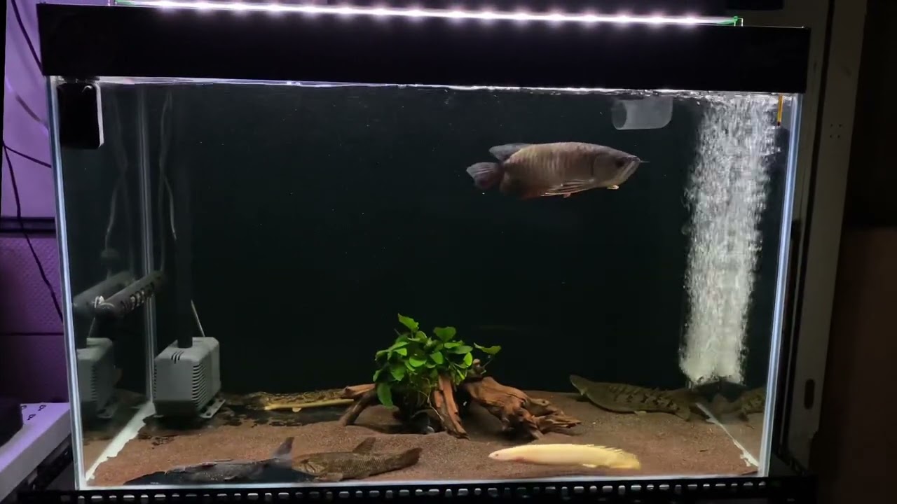 古代水槽｜血紅龍｜恐龍魚｜古代魚｜大型魚｜淡水魚｜