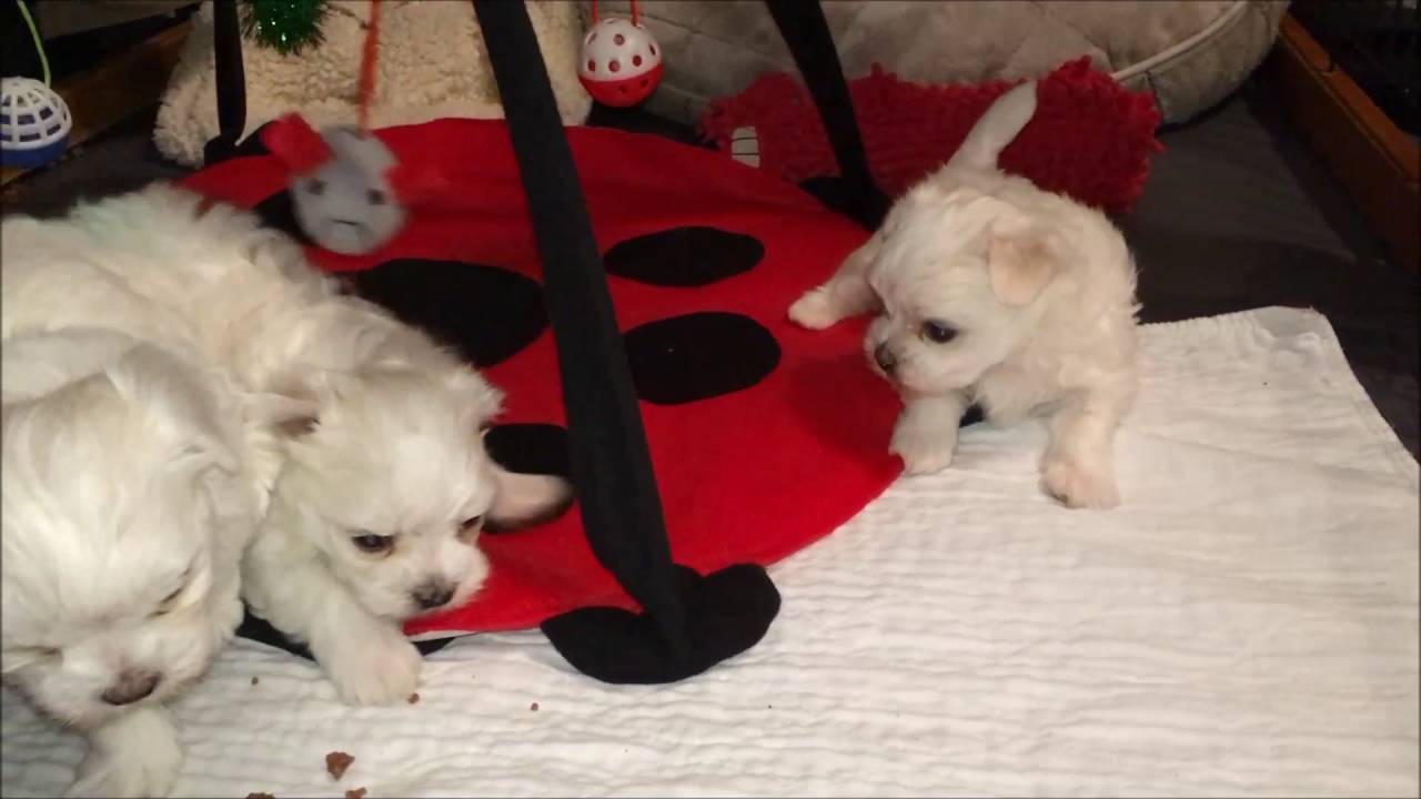 Storybook Maltese Puppies - 7/24/16