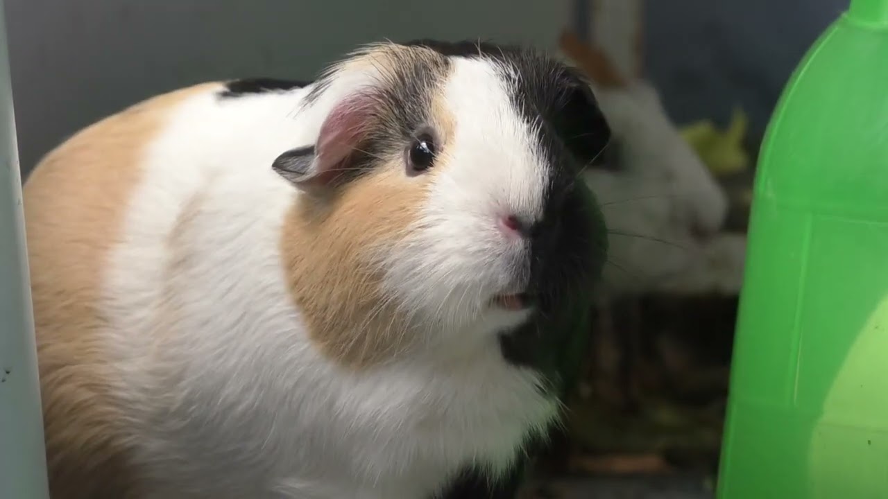Balcony guinea pigs