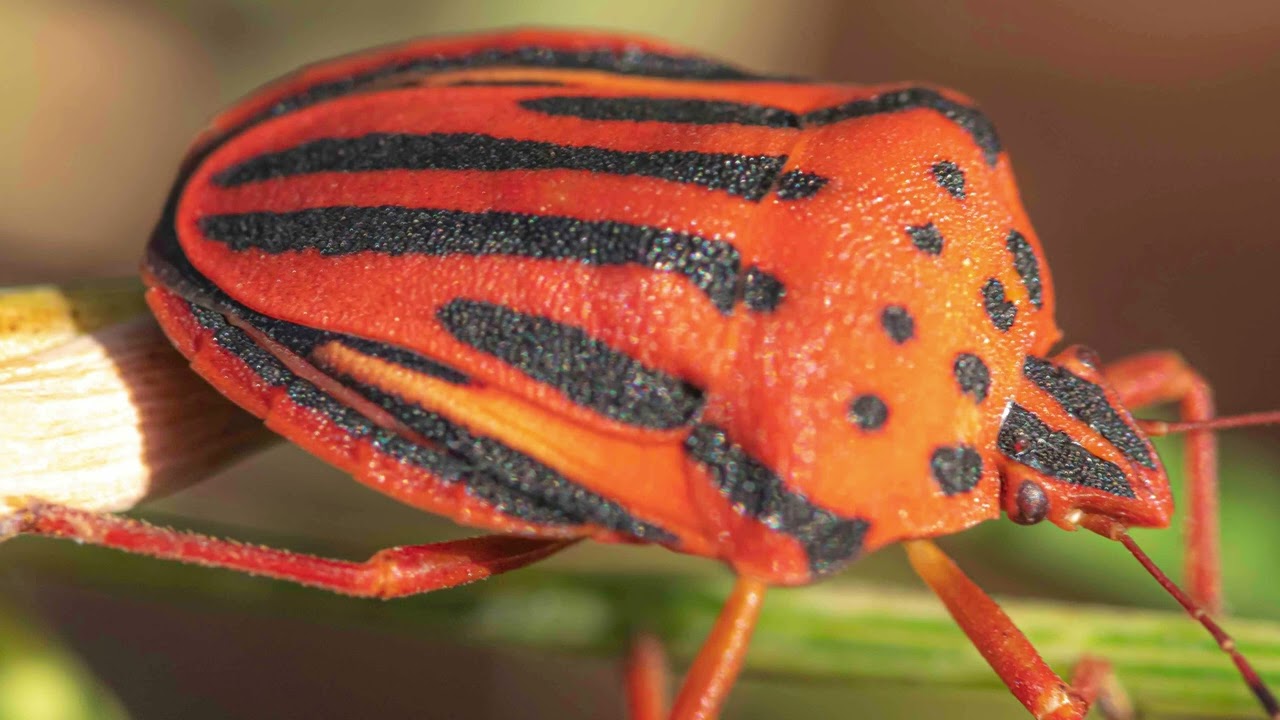 7 Photo nature : analyse des images de la vidéo n°1